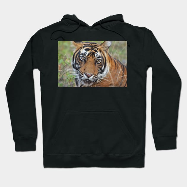 Tiger Portrait Hoodie by Carole-Anne